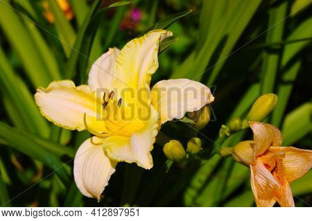 Beautiful Blooming Lily Buds In The Garden