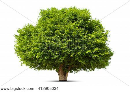Isolated Green Tree On White Background, Trees Isolated On White Background, Tropical Trees Isolated