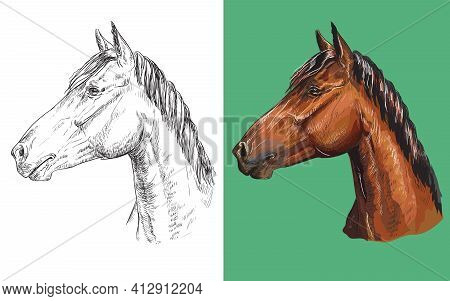 Realistic Head Of Chestnut Horse. Vector Black And White And Colorful Isolated Illustration Of Horse