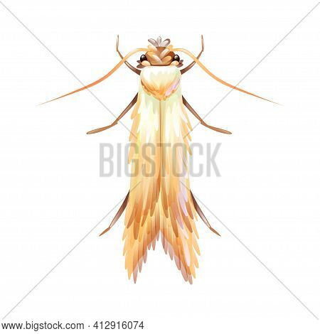 Clothes Moth, Macro Of Insect. Pest Control.