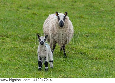 Female Sheep With Newborn Lamb In Lush Green Meadow In Spring Time.
