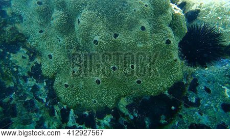 Sea Sponge Stinker Sponge (ircinia Variabilis) Undersea, Aegean Sea, Greece, Halkidiki