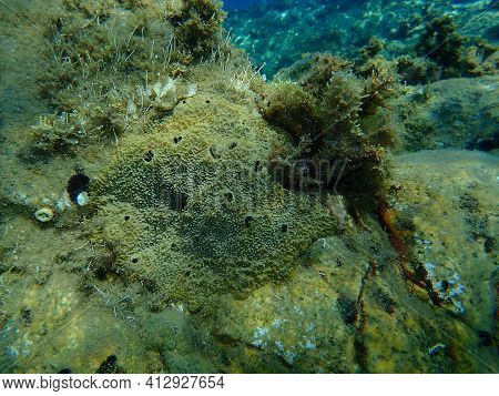 Sea Sponge Stinker Sponge (ircinia Variabilis) Undersea, Aegean Sea, Greece, Halkidiki
