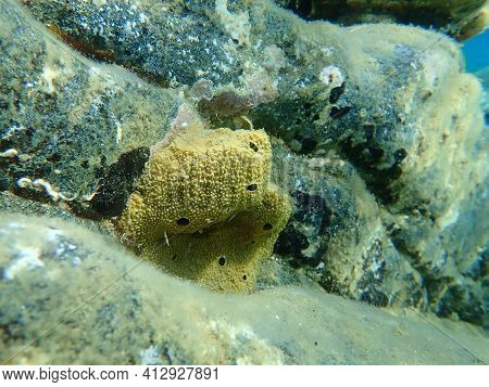 Sea Sponge Stinker Sponge (ircinia Variabilis) Undersea, Aegean Sea, Greece, Halkidiki