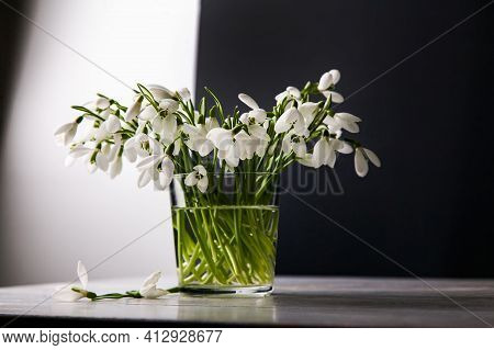 Bouquet Of White Snowdrops Galanthus Nivalis In Glass Jar On Dark Tones On Wooden Background, Still 