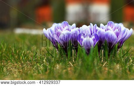 Crocus (plural: Crocuses Or Croci) Is A Genus Of Flowering Plants In The Iris Family. Flowers Close-
