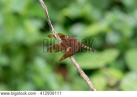 A Beautiful Bright Red Colored Female Fulvous Forest Skimmer (neurothemis Fulvia), Resting On A Twig