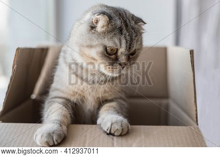 A Cardboard Box With A Cat. The Cat Is Playing With A Cardboard Box.