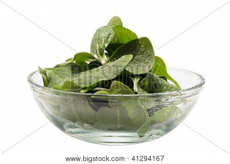 Frescas espinacas en un recipiente (clipping Path incluido)