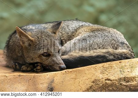 The Crab-eating Fox (cerdocyon Thous), Also Known As The Forest Fox, Wood Fox, Bushdog Or Maikong