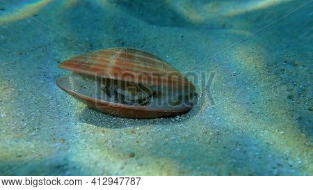 Bivalve Mollusc Smooth Clam (callista Chione) Undersea, Aegean Sea, Greece, Halkidiki
