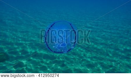 Barrel Jellyfish (rhizostoma Pulmo), Dustbin-lid Jellyfish Or Frilly-mouthed Jellyfish Undersea, Aeg