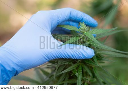 Marijuana Research Holds Laptops, With Researchers Investigating Marijuana Trees Analyze Plants For 
