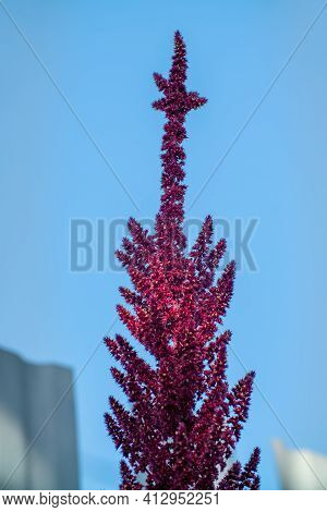 Red Astilba Plant On Blue Sky Background
