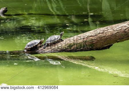 Tiger Tortoise Sunbathing On Tree Trunk In The Lake