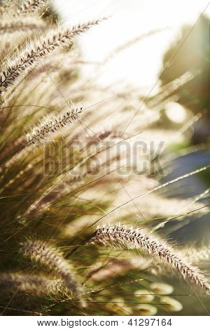 land scape