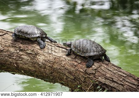 Tiger Tortoise Sunbathing On Tree Trunk In The Lake