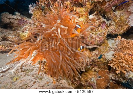 Koraal en Anemonefish