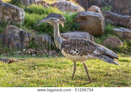 Kori bird