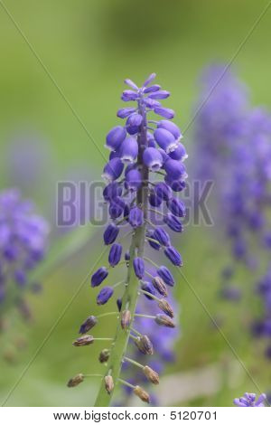 Nepeta กลางต่ำ