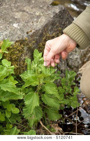 Kvinde hånd rører Mint plante