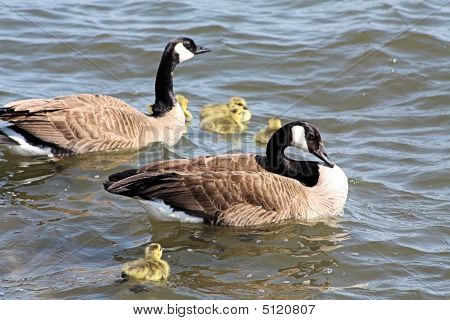 Kanada Gänse Gänseküken