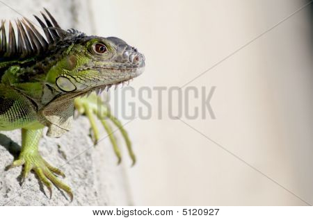 Iguana