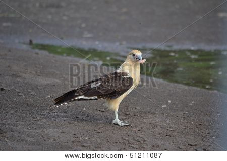 Caracara