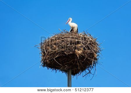 Stork Bird's Nest On Column