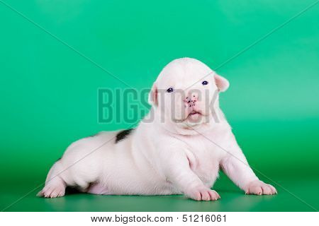 White puppy