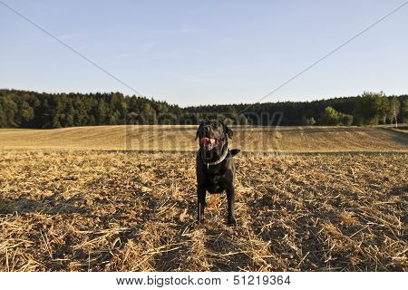 Black Retriever