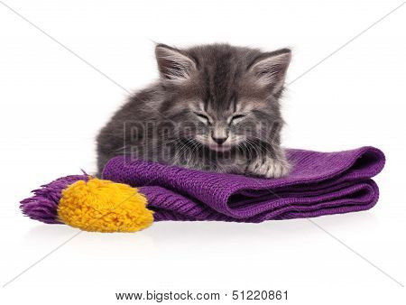 Asleep kitten