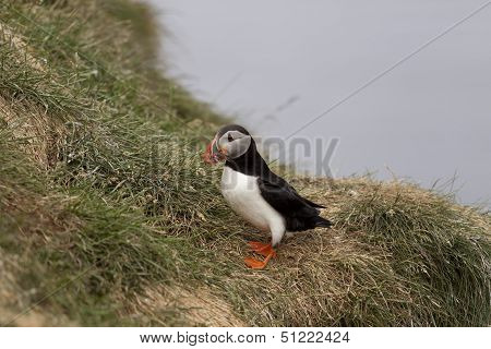 Puffin