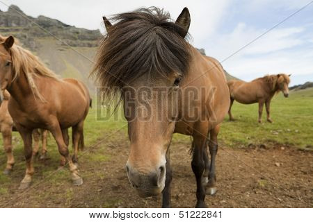 Horse