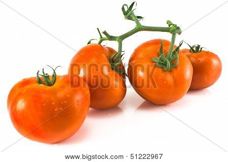 Four Tomatoes With Petiole