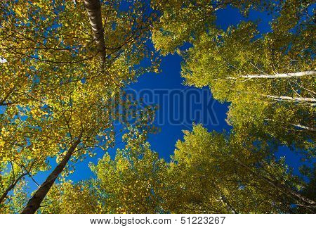 Autumnal Aspens