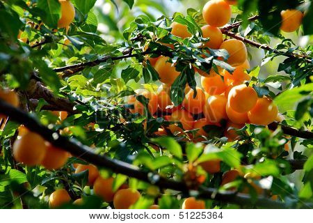 Apricot  Tree Branch And Fruits.