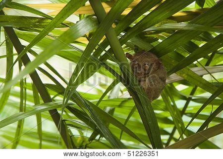 Tarsier