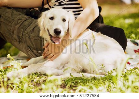 Beige Labrador lies near breeder on the green grass