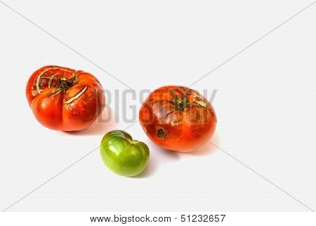 Two Rotten and One Green Tomato