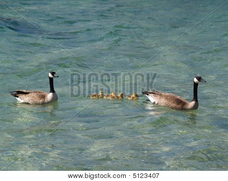 Famille d'oies