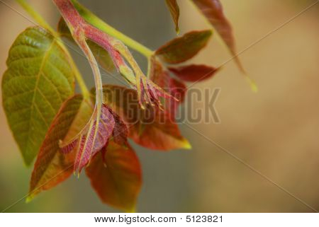 Foglie di un albero di noce