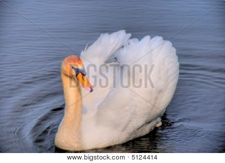 Svane