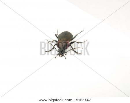 Fiołek Beetle na biały