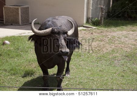 Buffalo