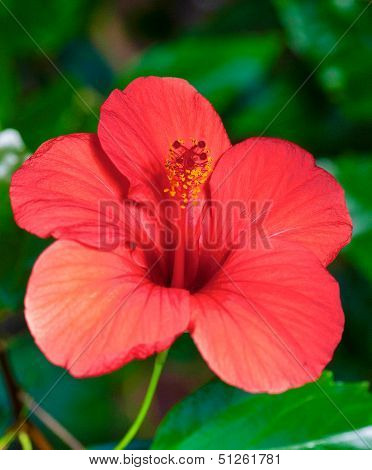Hibiscus Rosasinensis Hybrid