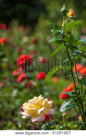 Garden Roses