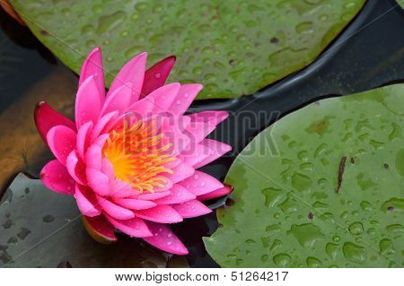 Pink Water Lily