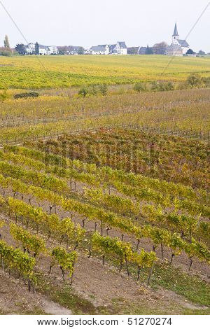 Hochheim, Rheingau, Germany