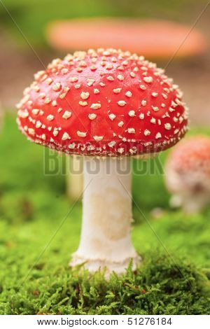 Macro photo of amanita muscaria in forest